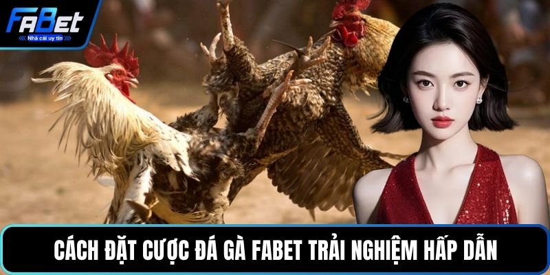 Cách đặt cược đá gà FABET trải nghiệm hấp dẫn 