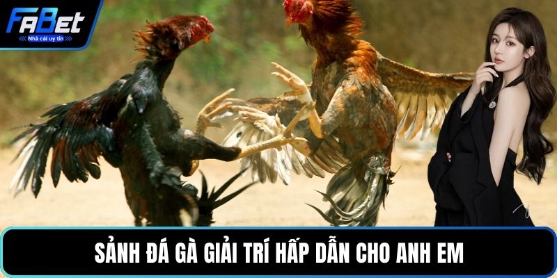 Sảnh đá gà giải trí hấp dẫn cho anh em